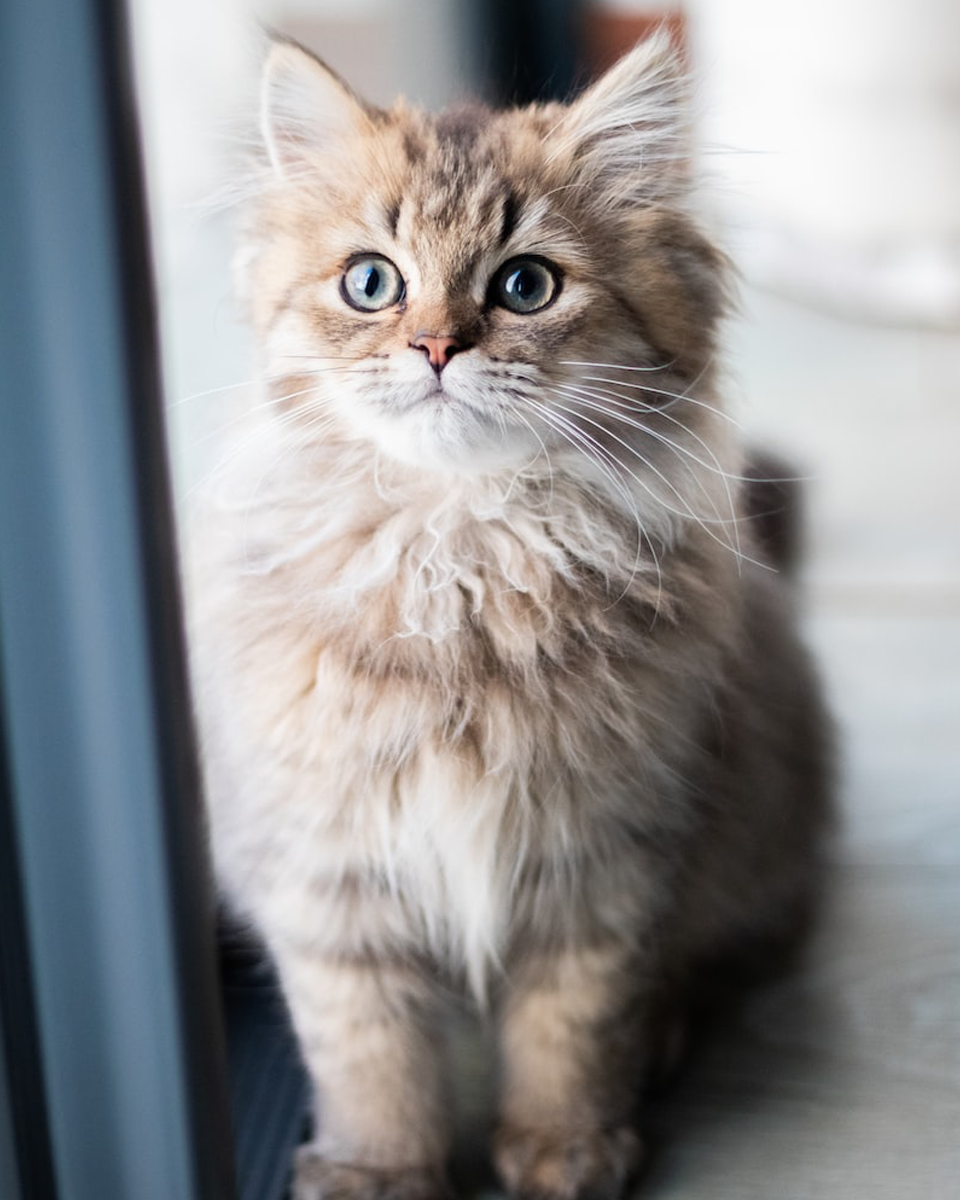 grey and brown tabby cat