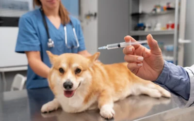 Kansas City Vets Explain the Truth About Pet Vaccines